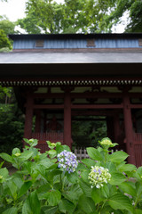 鎌倉　妙法寺の紫陽花