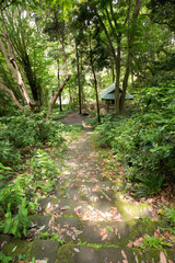 コケに覆われた山寺の参道