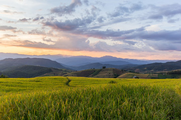 Green Terraced Rice Field in Pa Pong Pieng , Mae Chaem, Chiang Mai, Thailand