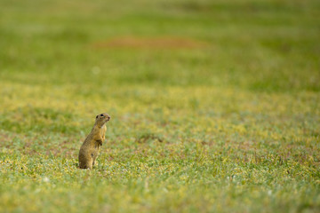 cute European ground squirrel on field (Spermophilus citellus)