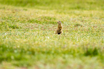 Obraz na płótnie Canvas cute European ground squirrel on field (Spermophilus citellus)