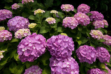 紫色のあじさい（紫陽花）