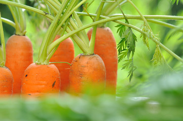 carottes fraîches alignées avec leur feuillage