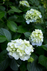 白いあじさい（紫陽花）