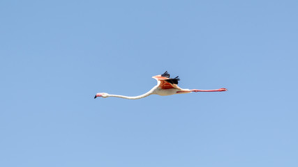 fliegender Flamingo in der Camargue