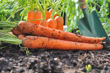 carottes fraîches sur la terre du jardin avec outil 