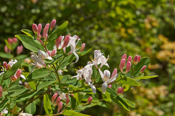Flowering branch of forest honeysuckle.