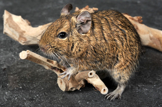 octodon ou d&egrave;gue du chili