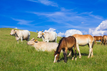 Bestiame al pascolo nell'appennino umbro © Buffy1982