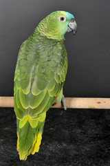 perroquet ou amazone à front bleu