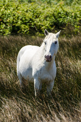 Weiße Pferde in der Camargue
