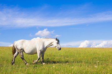 Obraz na płótnie Canvas Ritratto di un cavallo bianco che cammina sul prato
