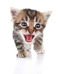 Tabby kitten crying
