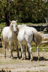 Naklejka na ściany i meble Weiße Pferde in der Camargue