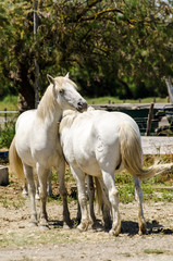 Obraz na płótnie Canvas Weiße Pferde in der Camargue
