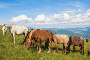Cavalli selvaggi al pascolo in montagna