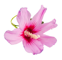 Light mauve Hibiscus rosa-chinensis flower, close up, isolated