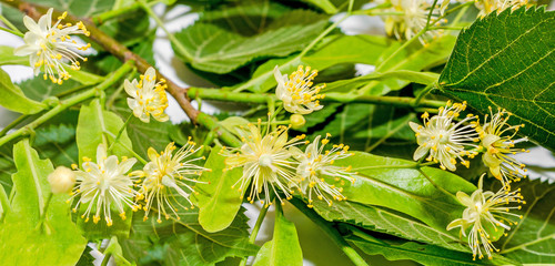 Yellow Tilia flowers, green leaves, close up