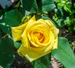 Yellow rose on branch in the garden, close up