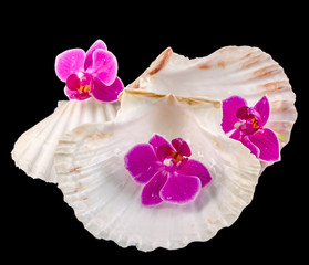 Colored orchid flowers and sea shells, Orhideea Phalaenopsis