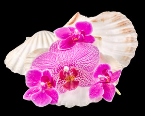 Colored orchid flowers and sea shells, Orhideea Phalaenopsis