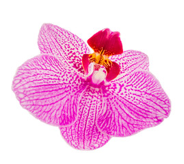 Fototapeta na wymiar Pink-purple orchid flower, Orhideea Phalaenopsis