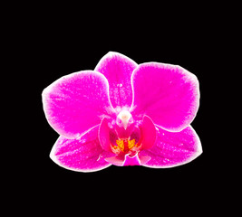 Pink-purple orchid flower, Orhideea Phalaenopsis