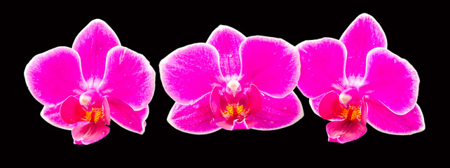 Fototapeta na wymiar Pink-purple orchid flower, Orhideea Phalaenopsis