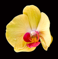 Yellow orchid flower, Orhideea Phalaenopsis