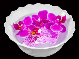 Purple orchid flowers, white bowl, Orhideea Phalaenopsis