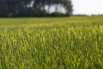 Beautiful young cereal field