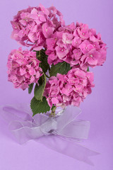 pink hydrangea flowers over purple background