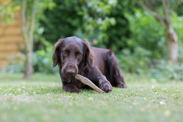 Hund knabbert an einem Rehlauf