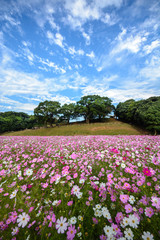 コスモス畑＠佐世保市展海峰