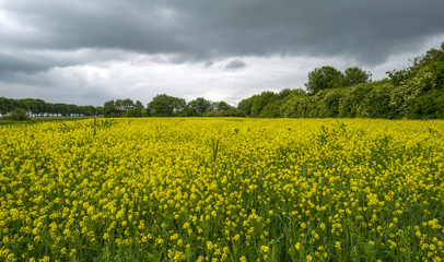 Yellow wild flowers growing on a field in summer
