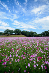 コスモス畑＠佐世保市展海峰
