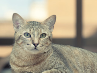Grey cat lying on bed