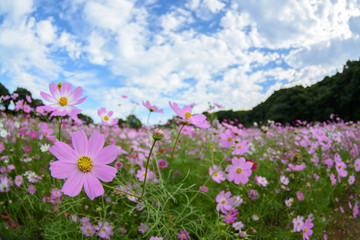 コスモス畑＠佐世保市展海峰