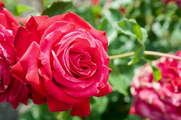 rose bush