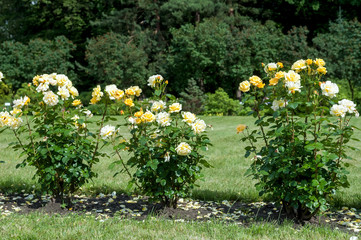 Fototapeta na wymiar rose bush