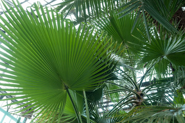 Fototapeta premium palm leaf in hothouse