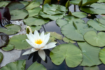white water lily - Powered by Adobe