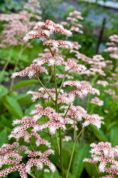 blossoming plant Rodgersia