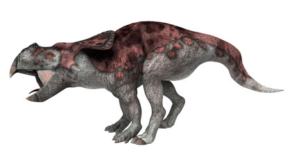 Fototapeta premium Dinosaur Protoceratops