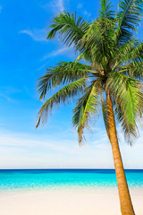 Fototapeta na wymiar Palm tree in tropical perfect beach at Phuket.