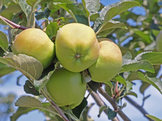 Fresh apples on a apple-tree.