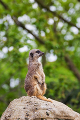 meerkats mongoose observing