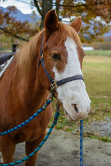 Obraz premium 馬のポートレート