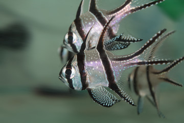 Banggai cardinalfish (Pterapogon kauderni) aquarium marine fish