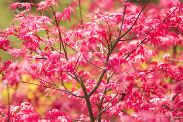 Red maple tree background
